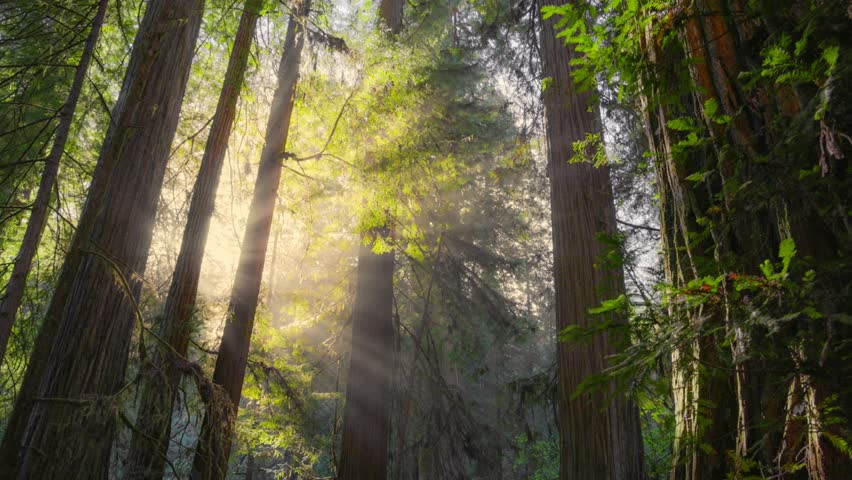 Morning sun breaks through redwoods tree trunks making sunrays in the fog. Redwood National Park, California, United States. Magical foggy forest with huge redwood trees 