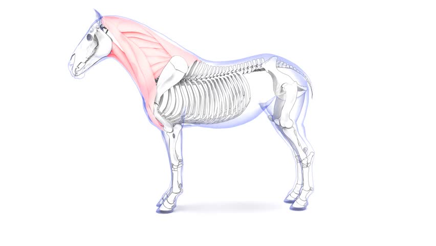 horse neck muscles anatomy medical 3d animation