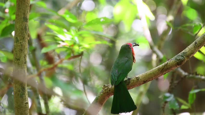 Nyctyornis amictus perched on a branch
Outstanding and very beautiful In its mouth, it catches an insect and cries loudly 2 times.