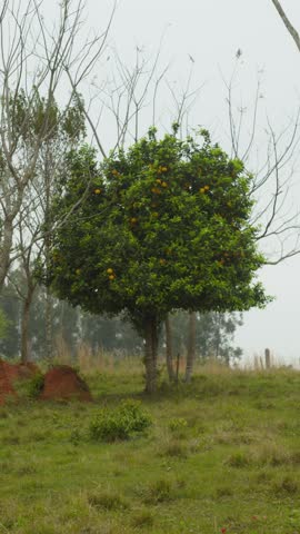 An orange is a fruit of various citrus species in the family Rutaceae it primarily refers to Citrus × sinensis, which is also called sweet orange