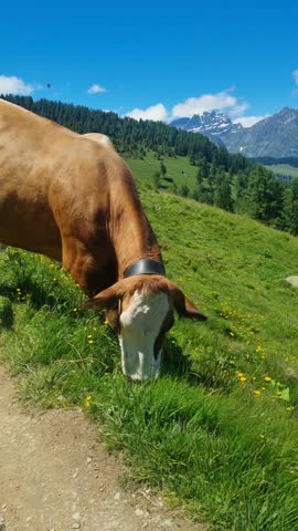 A cow stands in the sun on the mountains in Switzerland. She enjoys the good alpine air and the beautiful mountain panorama.