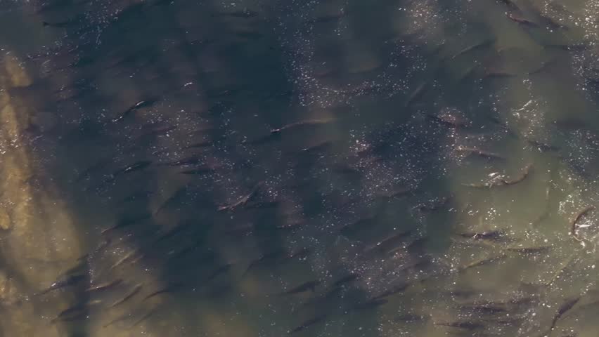 A large school of salmon swim together in murky waters during a seasonal migration