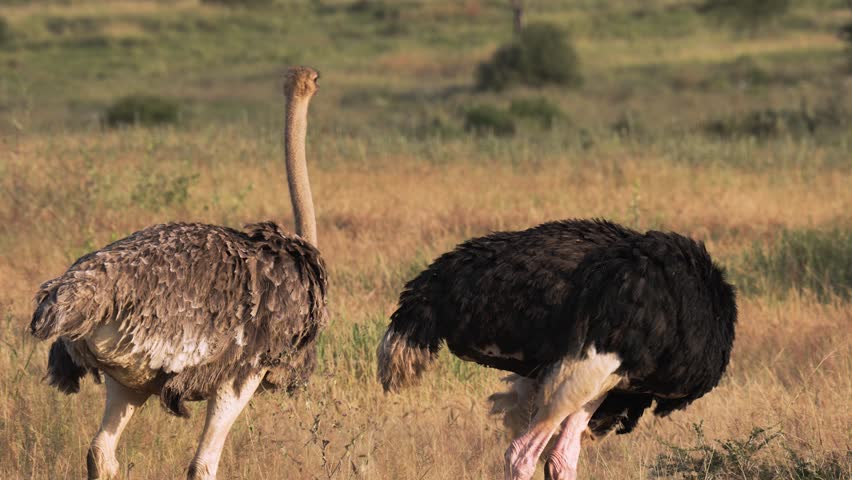 Wild ostriches, male and female in a National Park in Tanzania