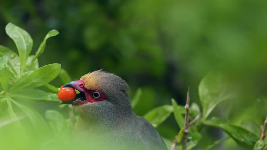 Red-faced Mousebird clinging onto a branch and eating berries. Closeup portrait of rare african bird. Bird watching, ornitology. Wild life nature birds of South Africa. Bright bird with red beak