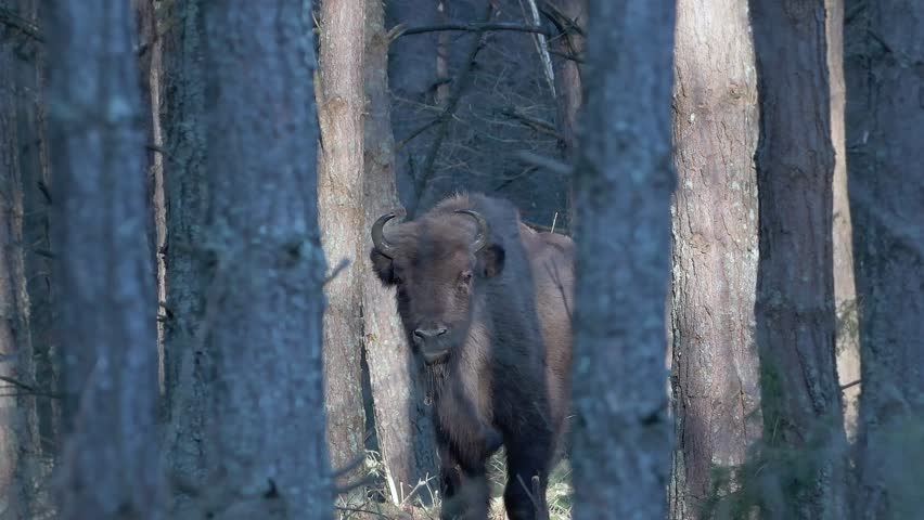 A huge, wild European bison stands one among the trees, perfect shot