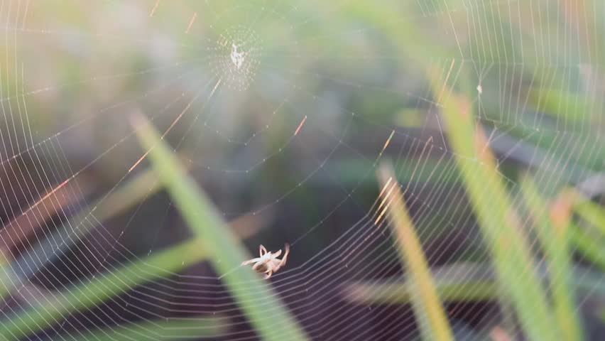 A small spider spins a web on a rice plant at sunset
