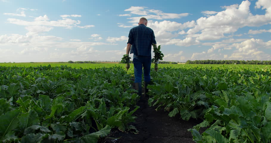 Man farmer agronomist walking on sugar beet field. Growing plants, rich crop. Working on farm, harvesting, farming