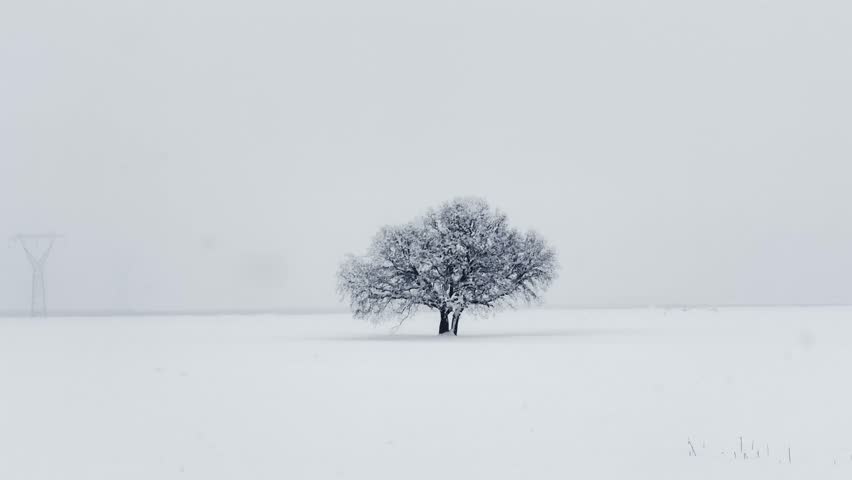 Shutterstock Video
