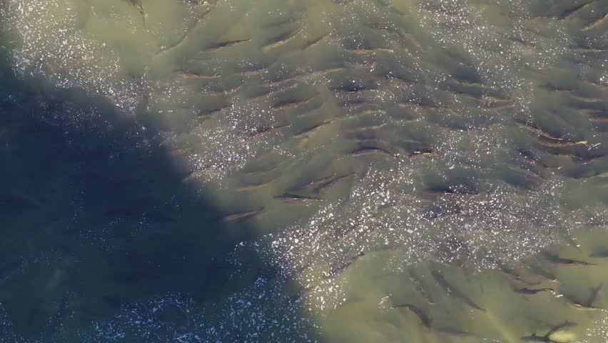 Large group of salmon swimming together in clear water during a migration