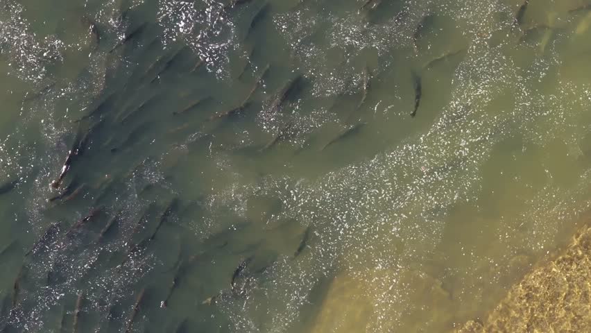 A large group of salmon swimming upstream during a migration in shallow water, aerial view