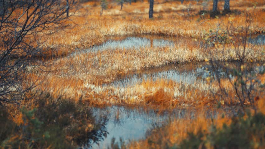 A calm wetland reflects the golden autumn grasses in a quiet meadow, creating a picturesque scene.