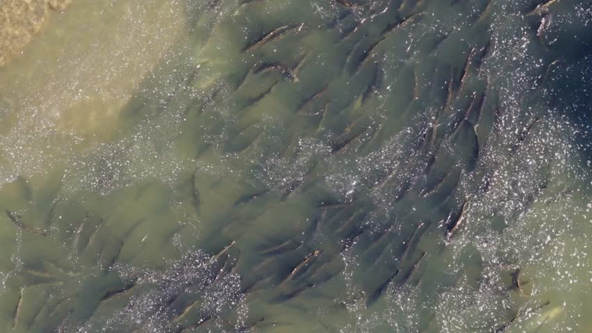 A large group of salmon swimming upstream in murky waters during a migration, aerial view