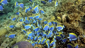 A school of blue surgeon fish elegantly glides through a colorful coral reef, showcasing their vivid hues against the backdrop of underwater tranquility. - Powered by Shutterstock - Get 15% off with code: PIKWIZARD15