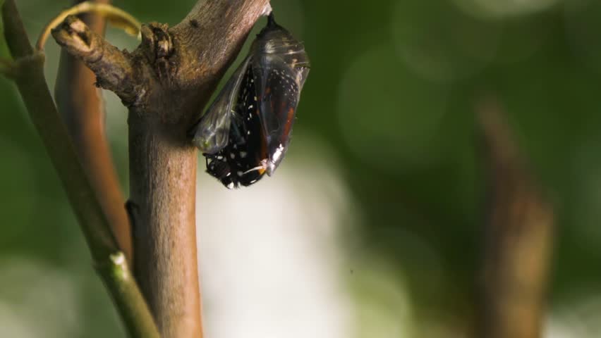 Monarch Butterfly Emerging from Chrysalis