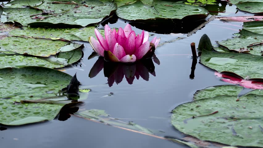 Serene Summer Landscape Featuring a Water Lily Blooming in the Rain