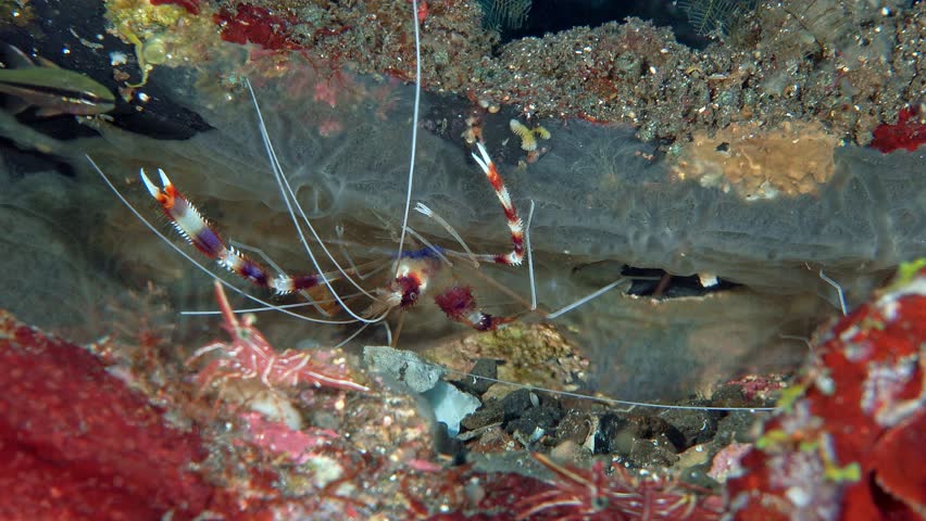 A striped shrimp with long whiskers and claws hid in a crevice between rocks on the sea floor.
Banded boxer shrimp (Stenopus hispidus) 6 cm ID: red and white bands on the body and claw arms.