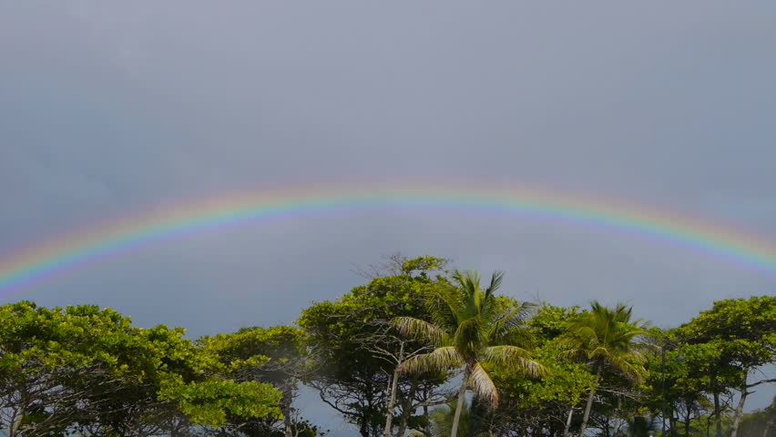 palm pals rainbow