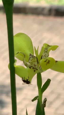 This is lovely flower from Indonesia