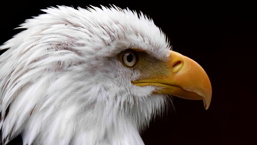 Headshot of Bald Eagle Bird, Close Wildlife White Feathers Yellow Beak