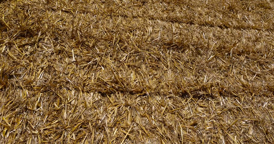 old straw from the wheat harvest in rectangular stacks in winter, darkened wheat during storage in the field in winter