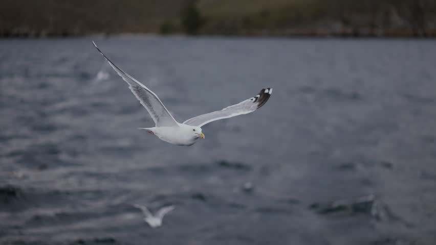 flying seagulls on Lake Baikal grab food, The nature of Lake Baikal in Siberia