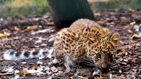 The Leopard cub small wildcat
dangerous wildlife predator.The most beautiful isolated background. - Powered by Shutterstock - Get 15% off with code: PIKWIZARD15