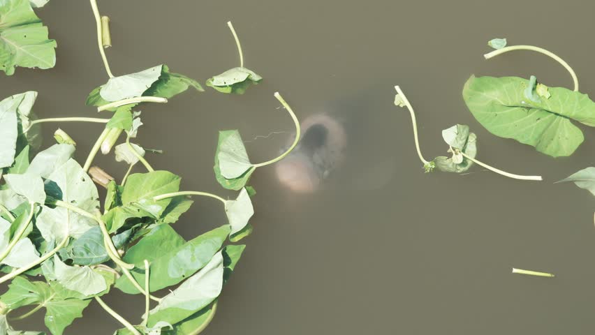 Giant Gourami - Osphronemus goramy raised in a pond. Fish underwater come up to eat morning glory leaves floating on the surface.