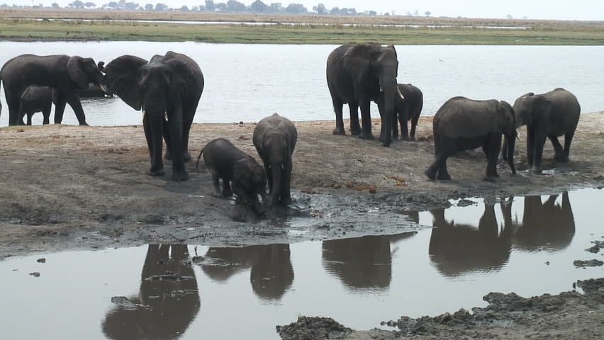 Elephants begin a mud bath along the Chobe River in Botswana, Africa.