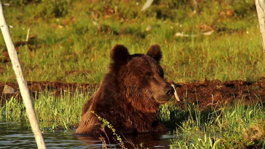 brown bear finland forest plantigrade omnivore large mammal