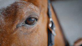 Brown horse brushing mane by unknown owner in light paddock closeup. Happy healthy animal standing at barn petted by loving woman hands. Equine pet in bridle enjoy moment of affection relaxing indoors - Powered by Shutterstock - Get 15% off with code: PIKWIZARD15