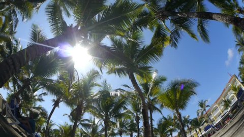 Palms at tropical resort