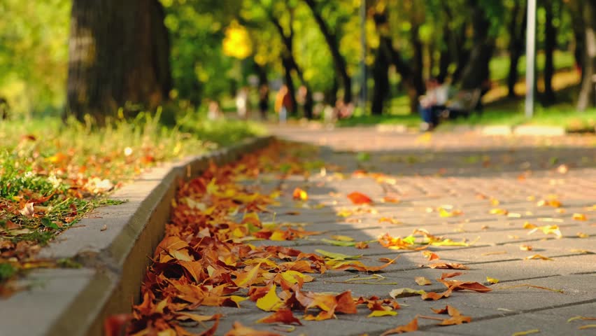 Sunny autumn atmosphere. Wind moves dry yellow fallen leaves lying on ground of park by curb. Low angle view close-up. Roadside by pavement. Leaves are falling. Walking people on background. Weekend.