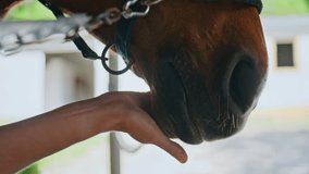 Horsewoman hand touching equine at paddock closeup. Unrecognizable lady spending time with brown horse stroking companion at barn. Unknown woman cuddling animal touching muzzle with fingers gently - Powered by Shutterstock - Get 15% off with code: PIKWIZARD15