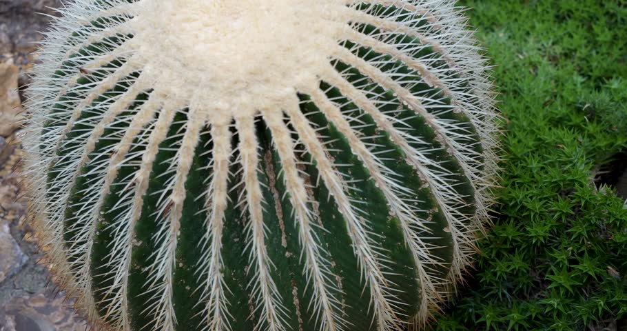 Close-Up of Round Spherical Cacti