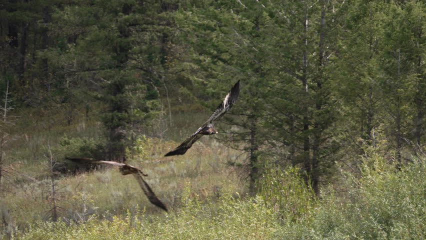 Juvenile Bald Eagles flying over Big Elk Creek in Idaho during the Kokanee Salmon spawn.