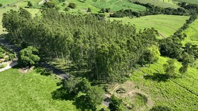 Eucalyptus Forest At Campinas Sao Paulo Brazil. Captivating Aerial View Of Plantations Forming Geometric Patterns. Exotic Outdoor Mound Beautiful. Forest Mound Nature. Campinas Sao Paulo. - Powered by Shutterstock - Get 15% off with code: PIKWIZARD15