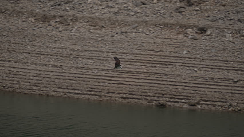 Osprey flying over Palisades Reservoir in Eastern Idaho viewing low shoreline.