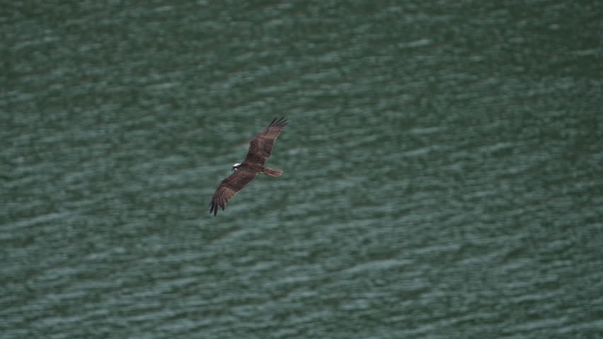 Osprey circling over reservoir as it hunts for fish in Eastern Idaho.