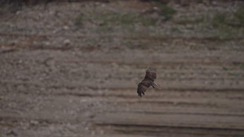 Osprey gliding over Palisades reservoir as it looks for fish in Idaho.