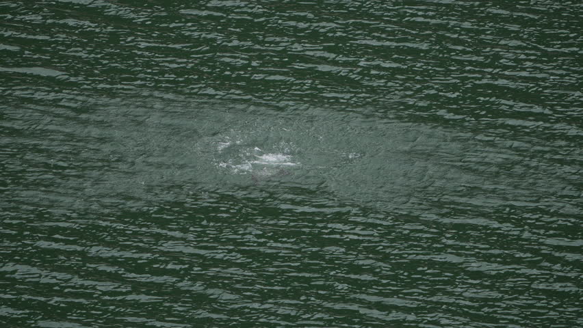 Osprey emerges from under the water as it missed catching a fish in Idaho.