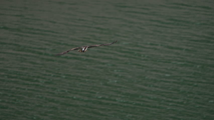 Osprey hunting for fish over Palisades Reservoir in Idaho as it glides over the water.