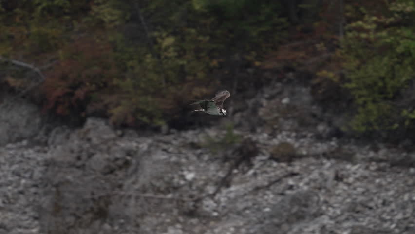 Osprey flying in slow motion through forest in Idaho.