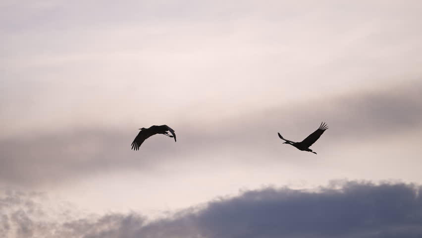 Sandhill Cranes flying through the sky during sunset in Wyoming as they migrate.