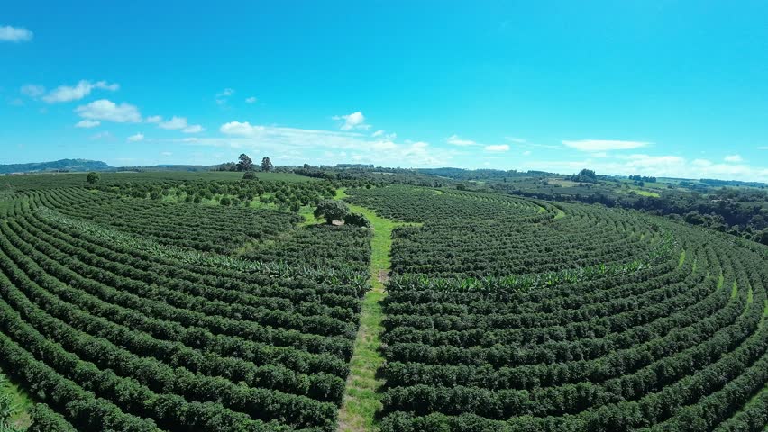 Plantation Field At Country Landscape Rural Scene Brazil. Birds Eye View Of Peaceful Mountains Valley And Forest Trees. Exotic Outdoor Mound Beautiful. Forest Mound Nature.