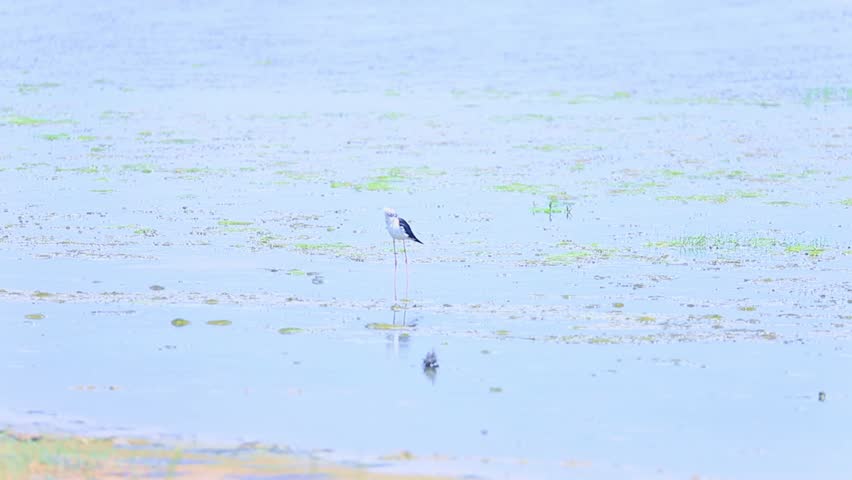 Black-winged stilt standing in lake shore