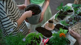 Girl student growing vegetable and herb seedlings, close up. Outdoor sustainable education class in school garden. Concept of experiential learning and ecoliteracy. - Powered by Shutterstock - Get 15% off with code: PIKWIZARD15