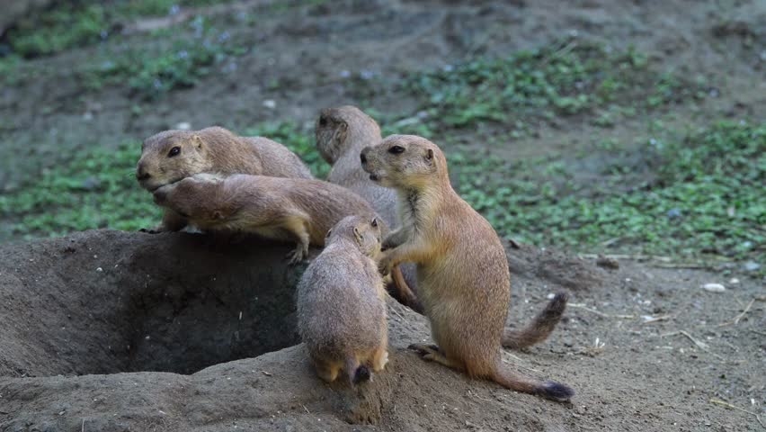 Family of prairie dogs, Cynomys Rafinesque, mammals belonging to the order Rodents and family Sciuridae, widespread in the American prairies. 