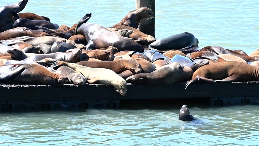 4K HD video of many Sea Lions hauling out on boat docks in San Francisco. Dominant behavior exhibited by some while others sleep on top of each other