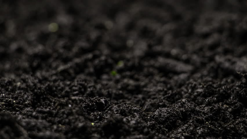 Growing plants in timelapse, Sprouts Germination, Seeds sprout through the soil, Newborn seeds, The birth of a new life in nature, Cutting a sprout through the ground