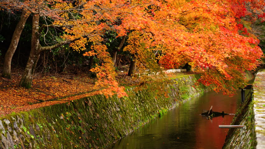 Kyoto's autumn foliage Spots: Autumn Leaves at the Philosopher's Path